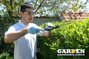 Garden Bush Trimming Falconwood and Welling